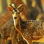 Deer Park