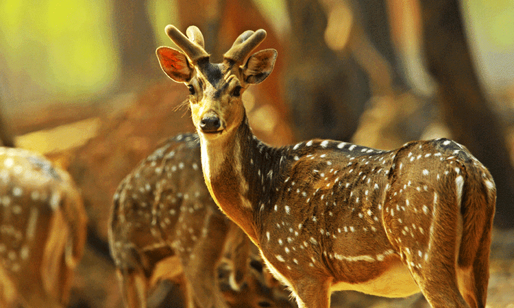 Deer Park