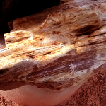 Fossils Park