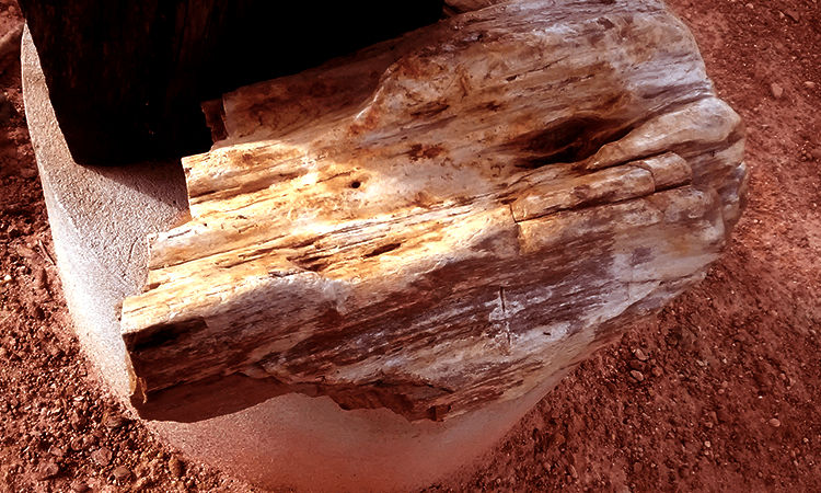 Fossils Park