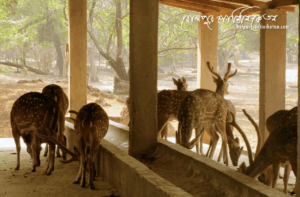 Ballavpur Wildlife Sanctuary (Deer Park)